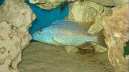 Foto mit Tyrannochromis Nigriventer F1