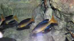 Foto mit Cyprichromis microlepidotus bulu point