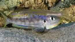 Foto mit Enantiopus melanogenys Kilesa, Drohgebärde von jungem Männchen