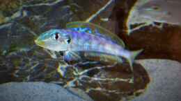 Foto mit Enantiopus melanogenys Kilesa, Jungtier zeigt sich bereits farbenprächtig