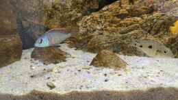 Foto mit Otopharynx tetrastigma