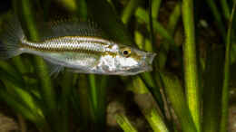 Foto mit Dimidiochromis compressiceps (Jungtier) ..
