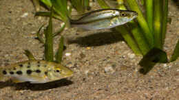Foto mit Dimidiochromis compressiceps und Fossorochromis rostratus Jungtiere