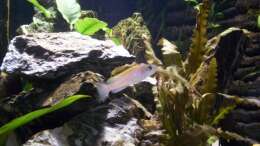 Neolamprologus Caudimaculatus