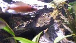 Paracyprichromis Nigripinnis ´blue neon´