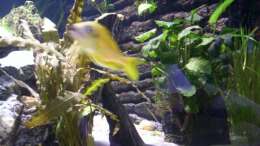Ophtalmotilapia Nasuta ´Kipili Gold´