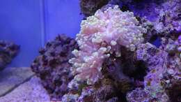 Foto mit Euphyllia paradivisa (Froschlaichkoralle)