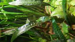 Foto mit Cryptocoryne affinis