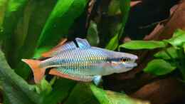 Foto mit Melanotaenia Picta 