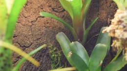 Neoregelia fireball und Moos, das aus dem Xaxim herauswächst