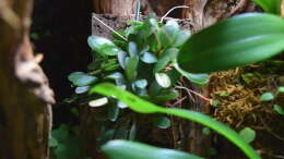 pleurothallis grobyi dwarf