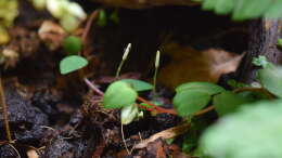 Peperomia spec. Peru