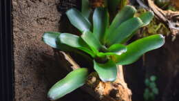 Neoregelia fireball mini