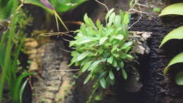pleurothallis macroblepharis auf Kork aufgebunden