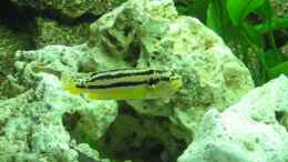 Foto mit Melanochromis auratus Weib