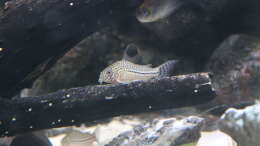 Foto mit Corydoras trilineatus