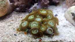 aquarium-von-torsten-bullmahn-weichkorallenbecken_