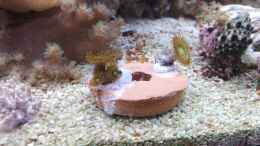 aquarium-von-torsten-bullmahn-weichkorallenbecken_Protopalythoa Ableger ^^