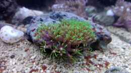aquarium-von-torsten-bullmahn-weichkorallenbecken_