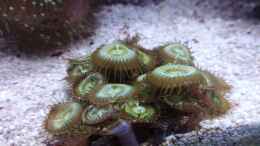 aquarium-von-torsten-bullmahn-weichkorallenbecken_
