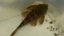 Foto mit Panaqolus sp. L397 12.08.15