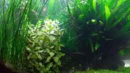 Foto mit Bacopa caroliniana