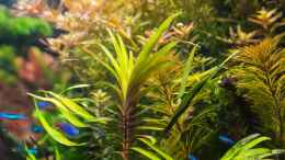 Foto mit Eichhornia azurea (rotstängelige Form) 03.08.15
