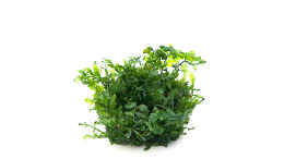 Foto mit Bolbitis heudelotii In vitro Quelle: InVitro-Shop.de