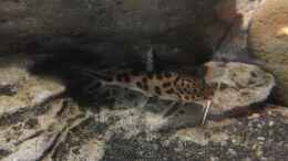 Foto mit Synodontis multipunctatus