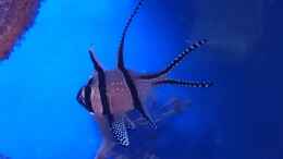 Foto mit Pterapogon kauderni