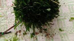 aquarium-von-odin-68-mein-kleines-amazonas-scape_