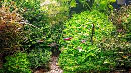 aquarium-von-odin-68-mein-kleines-amazonas-scape_vor dem gärtnern