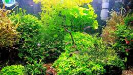 aquarium-von-odin-68-mein-kleines-amazonas-scape_