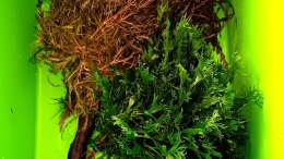 aquarium-von-odin-68-mein-kleines-amazonas-scape_