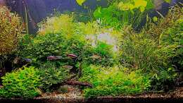 aquarium-von-odin-68-mein-kleines-amazonas-scape_nach dem gärtnern