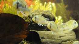 Foto mit Die 5 Biotodoma cupido beim Einschwimmen in das Becken - der Chef