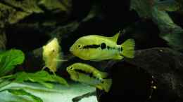 Foto mit Herotilapia multispinosa (Regenbogencichlide)