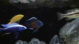 Foto mit Sciaenochromis fryeri iceberg, Labidochromis Yellow, copadichromis