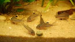 Foto mit Trupp Corydoras trilineatus