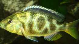 Foto mit Nimbochromis Venustus W