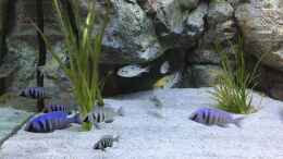 Foto mit Placidochromis phenochilus bekommen grad Farbe :) + Tramitichromis