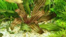 Foto mit Echinodorus oriental