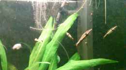 Foto mit Nannostomus eques mit Nachtfärbung