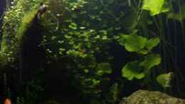 Foto mit Nymphoides Taiwan
