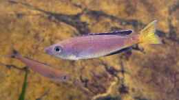 Foto mit Cyprichromis leptosoma Kitumba