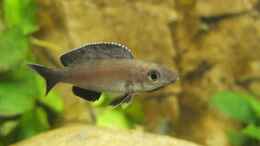 Foto mit Cyprichromis leptosoma Kitumba