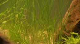 Foto mit Eleocharis parvula