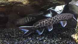 Foto mit Synodontis petricola Männchen