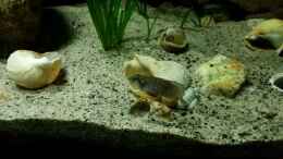 Foto mit Lamprologus ocellatus gold isanga