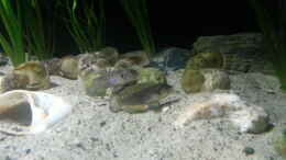 Foto mit Lamprologus ocellatus gold isanga
